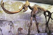 Skeleton of a mammoth with long, curved tusks