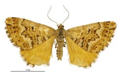 Asaphodes citroena female.jpg