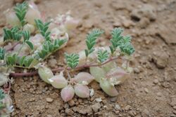 Astragalus pulsiferae var. suksdorfi.jpeg