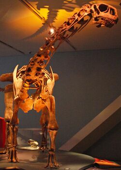 August 1, 2012 - Malawisaurus on Display at the Royal Ontario Museum.jpg
