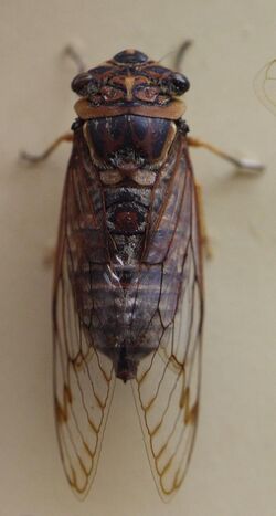 AustralianMuseum cicada specimen 06.JPG