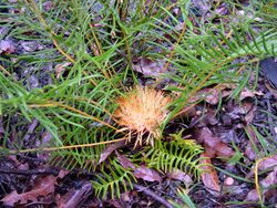 Banksia pellaeifolia.jpg