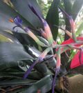 Billbergia porteana flower close-up.jpg