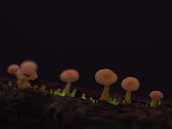Bioluminescent Mycena roseoflava.jpg