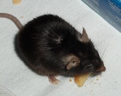 Black 6 mouse eating.jpg