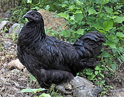 black chicken seen from the side