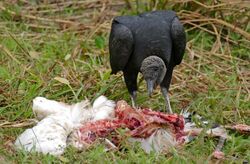 Black Vulture (Coragyps atratus) eating a dead Wood Stork (28624301103).jpg