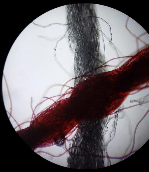File:Blue+Red String Under Microscope (40x).jpg