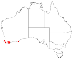 Boronia pulchellaDistMap95.png