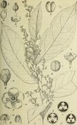 botanical illustration