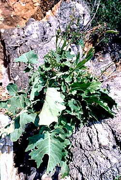 Brassica macrocarpa.jpg