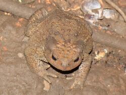 Bufo verrucosissimus Ust'-Labunsk 02.jpg