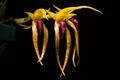 Bulbophyllum recurvilabre Garay, Harvard Pap. Bot. 4 304 (1999) (42107080054).jpg