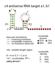File:C4-antisense-RNA-target-a1b1.svg