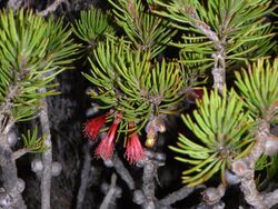 Calothamnus robustus.jpg