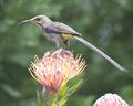 Cape Sugarbird (Promerops cafer) 2.jpg