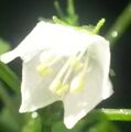 Capsicum chacoense flower cropped.jpg