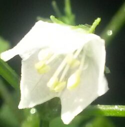 Capsicum chacoense flower cropped.jpg