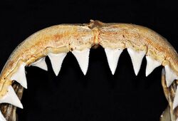 Carcharodon carcharias upper teeth.jpg