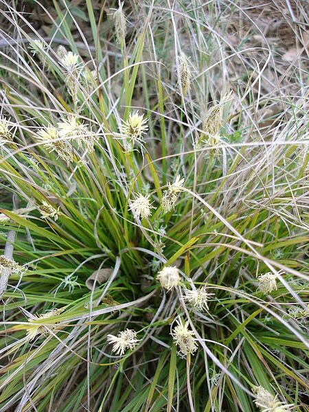 File:Carex halleriana.jpg
