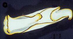 Chelidonura pallida.jpg