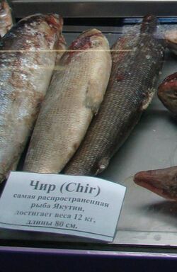 Chir fish.JPG