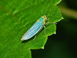 Cicadellidae - Cicadella viridis-1.JPG