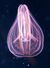 Comb jelly.jpg