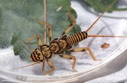 Common stonefly, Acroneuria carolinensis (30213301454).jpg