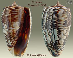 Conus cuvieri 1.jpg