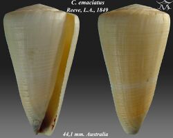 Conus emaciatus 1.jpg