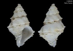 Coralliophila candidissima (MNHN-IM-2000-20184).jpeg