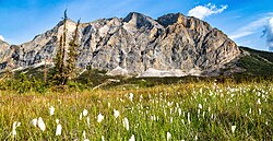 Cottongrass and Sukakpak.jpg