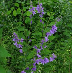 Creeping Bellflower, Ottawa.jpg