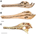 Three crocodilian skulls