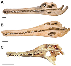 Crocodilian skulls.png