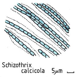 Cyanobacteriaassociatedwithtufa014 Schizothrix c.jpg
