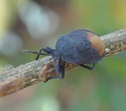 Cyclopelta siccifolia (Westwood) Bangalore India Mar 2019 - 5.jpg