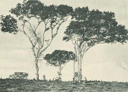 Deutsch-Ostafrika, Ostafrikanische Nutzpflanzen (Busse) - Tafel 42 - Kopalbäume.jpg