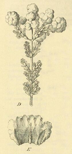 Dicrastylis corymbosa (Endl.) Munir as Dicrastylis stoechas Drumm. ex Harvey-002.jpg