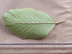 Dipterocarpus bourdillonii leaf lower surface Anamalai Hills 06.jpg