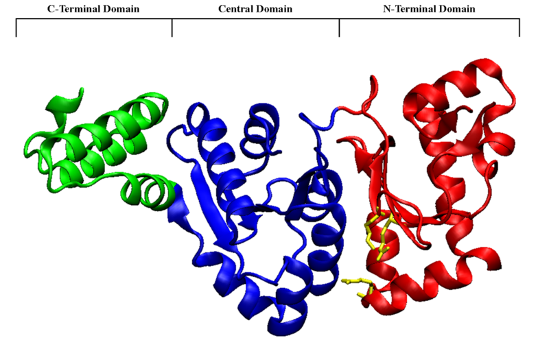 File:DnaG RNA Polymerase Domain.png