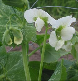 Doperwt rijserwt bloemen Pisum sativum.jpg