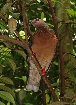 Ducula rufigaster (13004532433).jpg