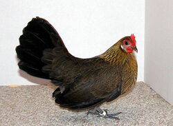 Dutch Bantam Pullet.jpg