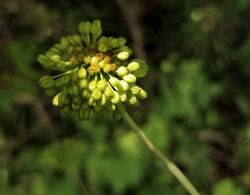 Early Smilax herbacea flower.jpg