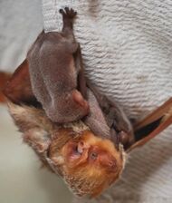 The image depicts a female bat hanging upside down from a cloth. Three small bat babies cling to the female.