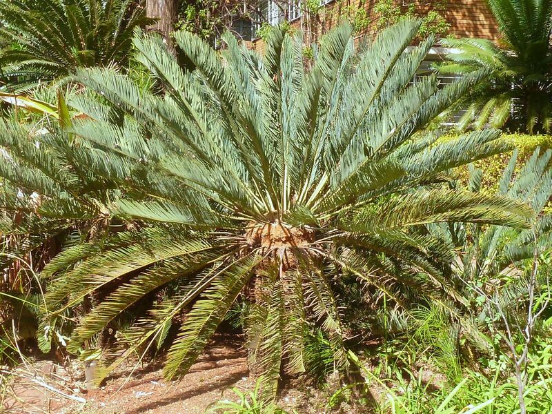 File:Encephalartos friderici-guilielmi, habitus, Manie van der Schijff BT, a.jpg
