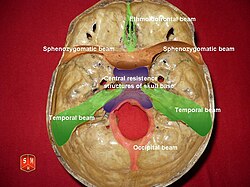 Endobasis - resistances beams.jpg