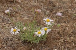 Erigeron poliospermus 0154.JPG